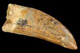 Bargain, Fossil Carcharodontosaurus Tooth - Morocco #110402-1